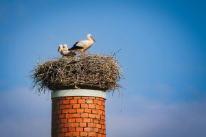 Storks on the nest